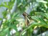 143 - 20150731 Houston Natural History