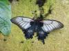 145 - 20150731 Houston Natural History