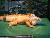 155 - 20150731 Houston Natural History