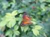 163 - 20150731 Houston Natural History