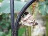 165 - 20150731 Houston Natural History