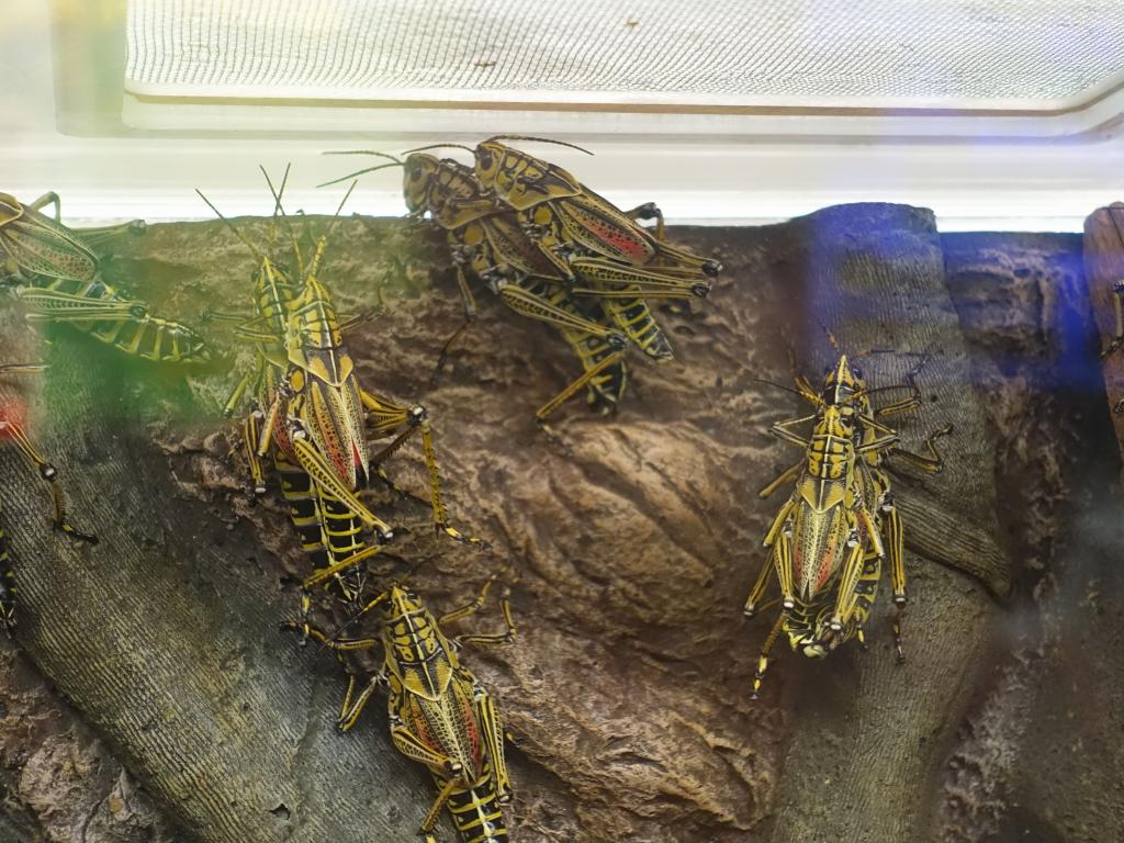 108 - 20150731 Houston Natural History