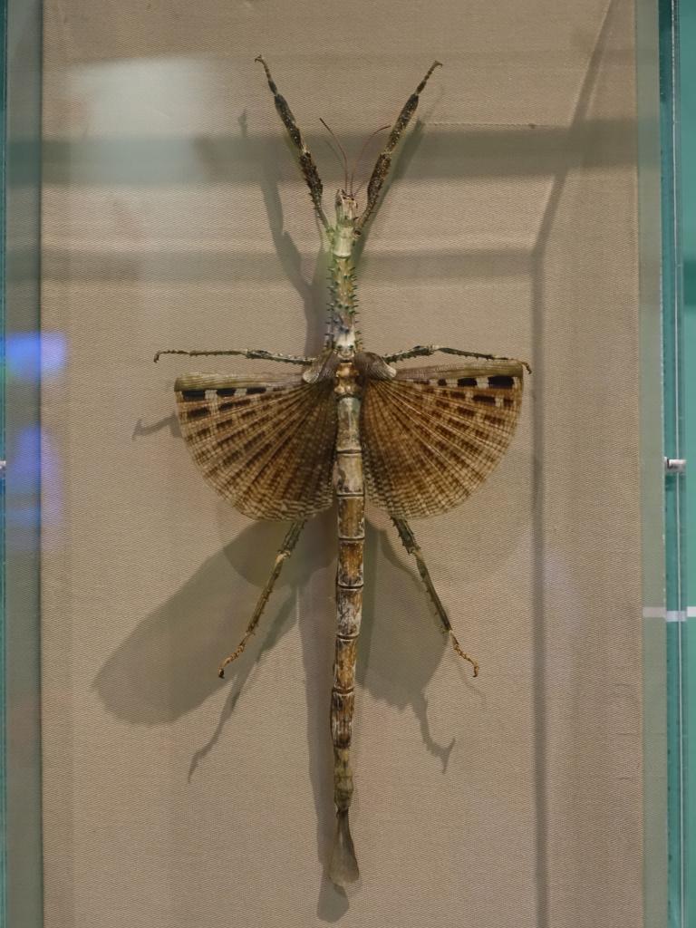 114 - 20150731 Houston Natural History
