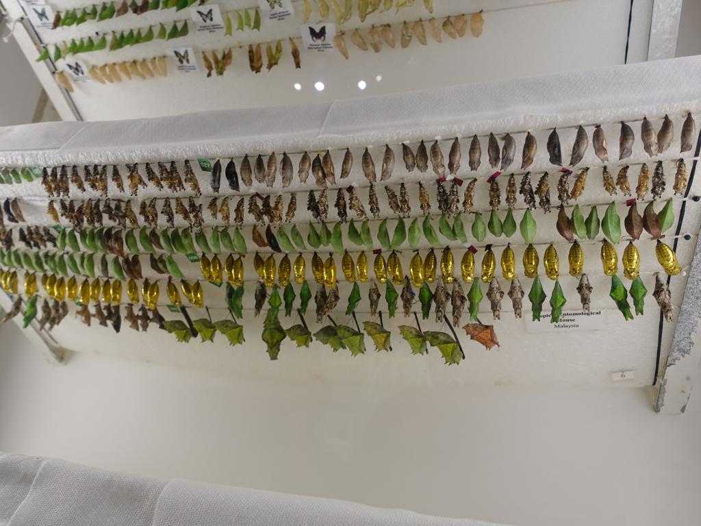 116 - 20150731 Houston Natural History