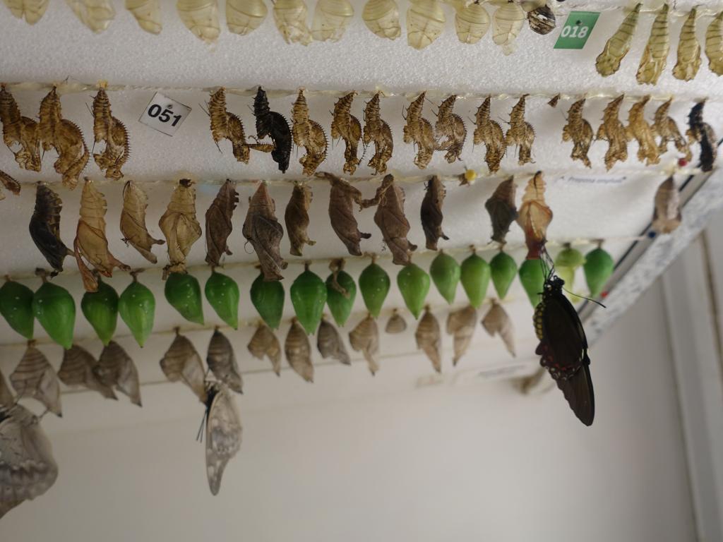 119 - 20150731 Houston Natural History