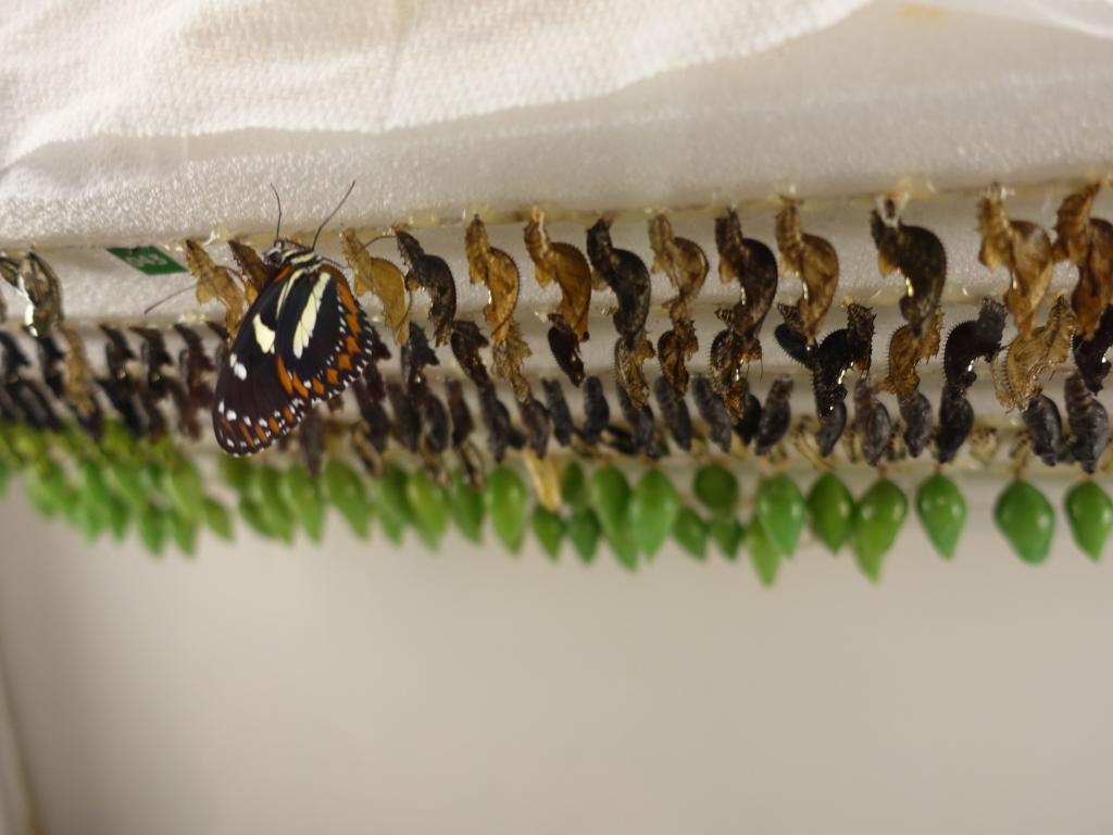 120 - 20150731 Houston Natural History