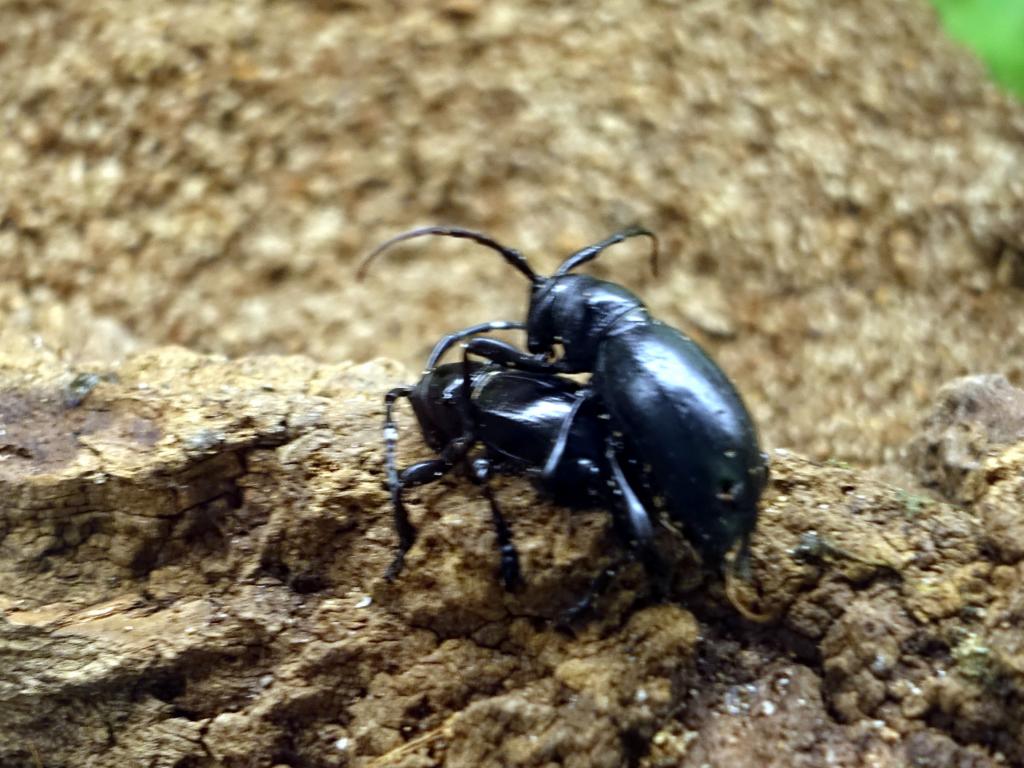 125 - 20150731 Houston Natural History