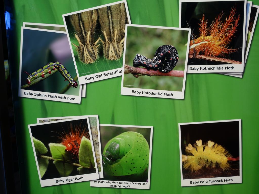 127 - 20150731 Houston Natural History