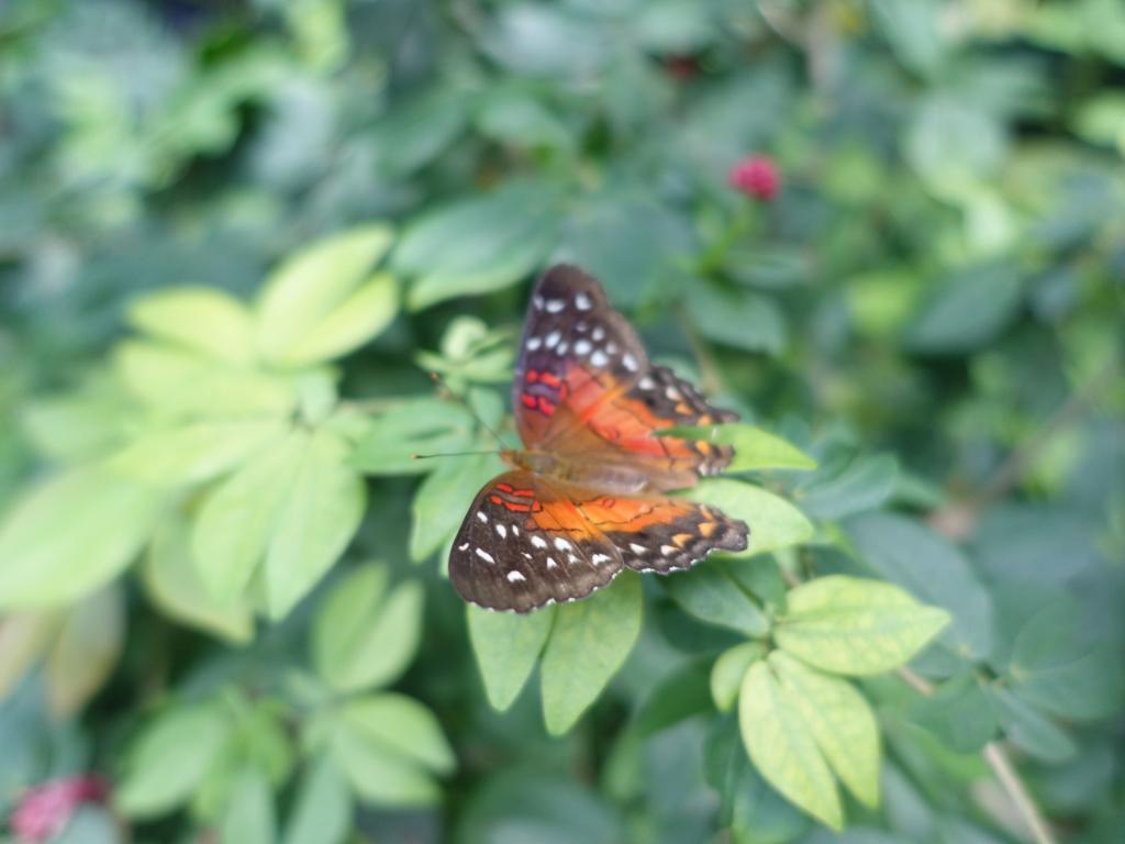 163 - 20150731 Houston Natural History