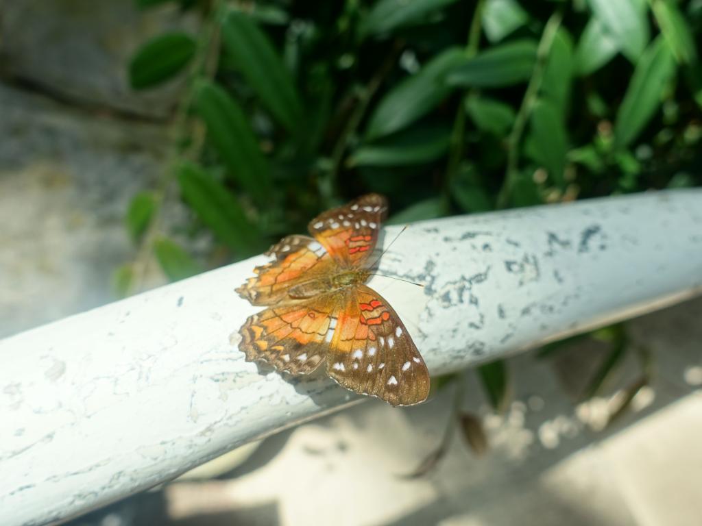 172 - 20150731 Houston Natural History