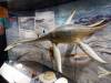 118 - 20170807 National Museum of Scotland