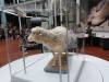 129 - 20170807 National Museum of Scotland