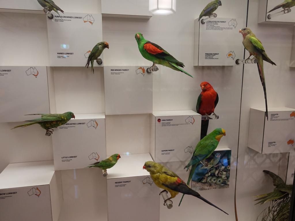 128 - 20180120 Australia Museum