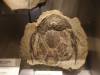 105 - 20180911 Burke Museum of Natural History
