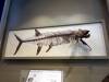 118 - 20180911 Burke Museum of Natural History
