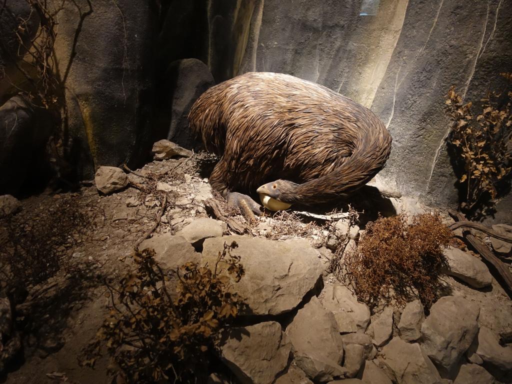 105 - 20190122 Canterbury Museum