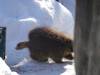 909 - 20200220 EcoMuseum Zoo