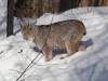 913 - 20200220 EcoMuseum Zoo