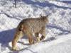 918 - 20200220 EcoMuseum Zoo