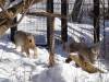 919 - 20200220 EcoMuseum Zoo