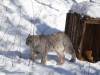 924 - 20200220 EcoMuseum Zoo