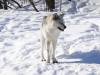 936 - 20200220 EcoMuseum Zoo