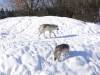 940 - 20200220 EcoMuseum Zoo
