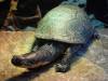 978 - 20200220 EcoMuseum Zoo