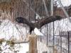 993 - 20200220 EcoMuseum Zoo