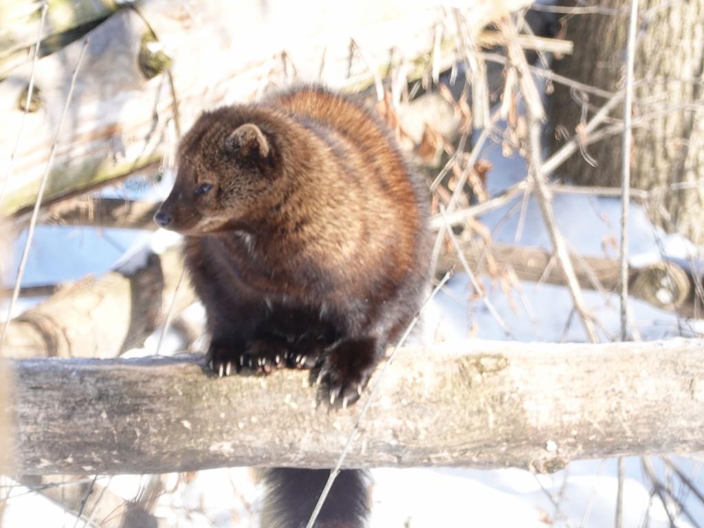 934 - 20200220 EcoMuseum Zoo
