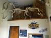 7100 - 20201106 Day07 Oklahoma City Museum of Osteology