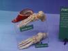 7106 - 20201106 Day07 Oklahoma City Museum of Osteology