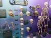 7107 - 20201106 Day07 Oklahoma City Museum of Osteology