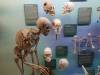 7108 - 20201106 Day07 Oklahoma City Museum of Osteology