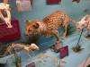 7109 - 20201106 Day07 Oklahoma City Museum of Osteology