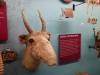 7111 - 20201106 Day07 Oklahoma City Museum of Osteology