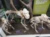 7118 - 20201106 Day07 Oklahoma City Museum of Osteology