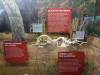 7121 - 20201106 Day07 Oklahoma City Museum of Osteology