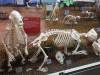 7122 - 20201106 Day07 Oklahoma City Museum of Osteology