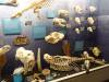 7126 - 20201106 Day07 Oklahoma City Museum of Osteology