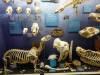 7127 - 20201106 Day07 Oklahoma City Museum of Osteology