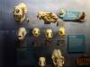 7128 - 20201106 Day07 Oklahoma City Museum of Osteology