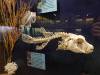 7134 - 20201106 Day07 Oklahoma City Museum of Osteology