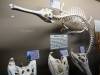 7141 - 20201106 Day07 Oklahoma City Museum of Osteology