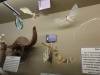 7145 - 20201106 Day07 Oklahoma City Museum of Osteology