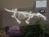 7148 - 20201106 Day07 Oklahoma City Museum of Osteology