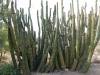 7604 - 220201120 Arizona-Sonora Desert Museum