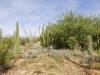 7607 - 220201120 Arizona-Sonora Desert Museum