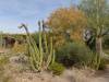 7618 - 220201120 Arizona-Sonora Desert Museum