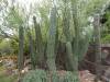 7667 - 220201120 Arizona-Sonora Desert Museum